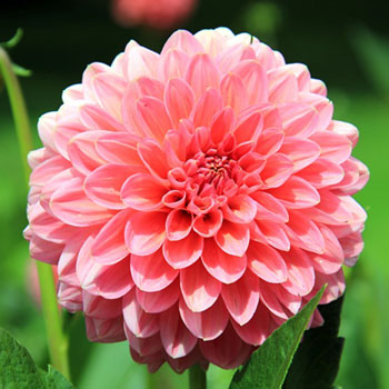 Pink-Daliah 2 Pink-Daliah 2